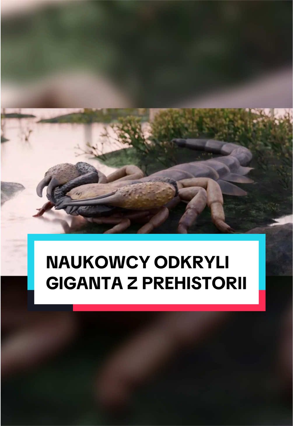 @pandawojtekyt