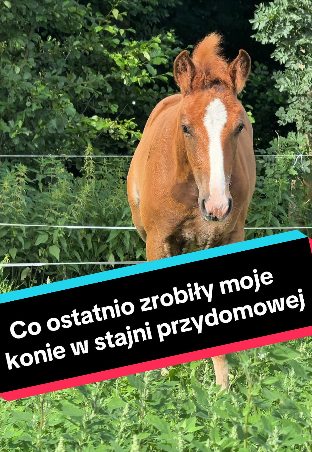 @Stado_Belli