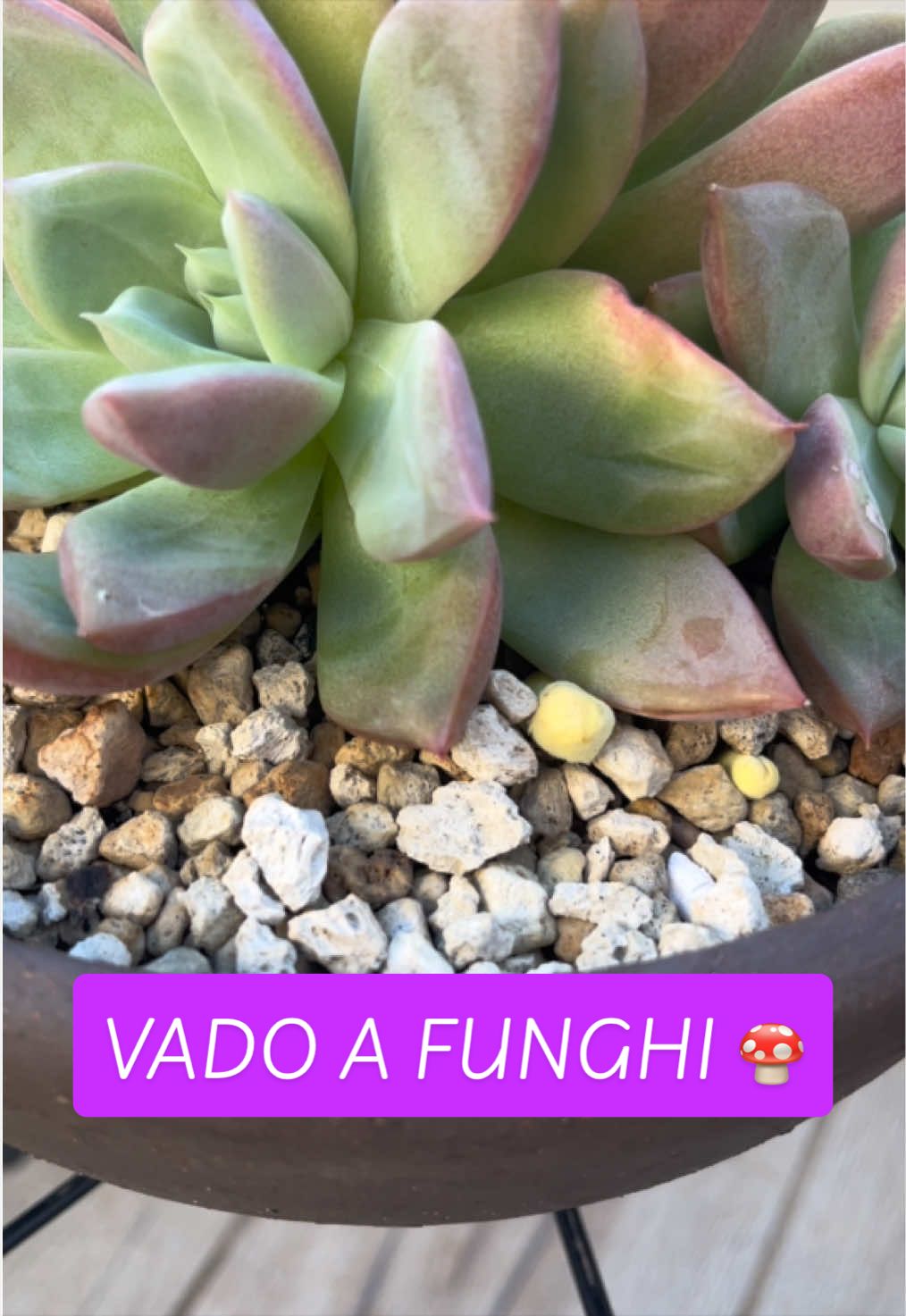 @piccole.spine.felici 🌵