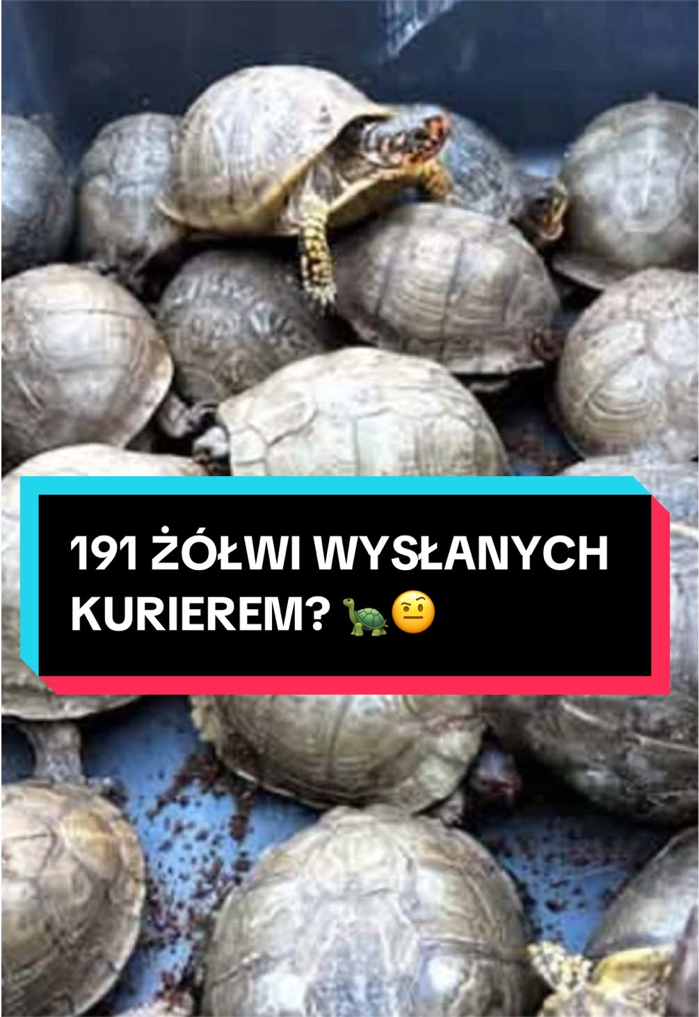 @pandawojtekyt