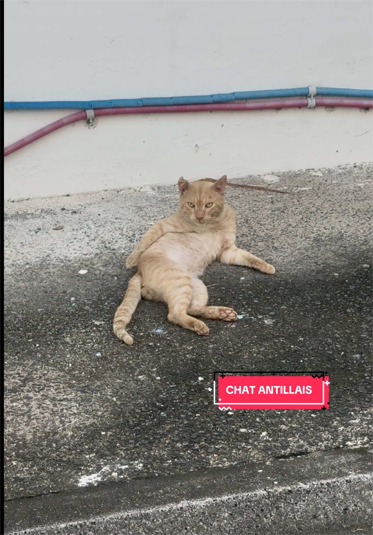 @Un DZ dans les îles