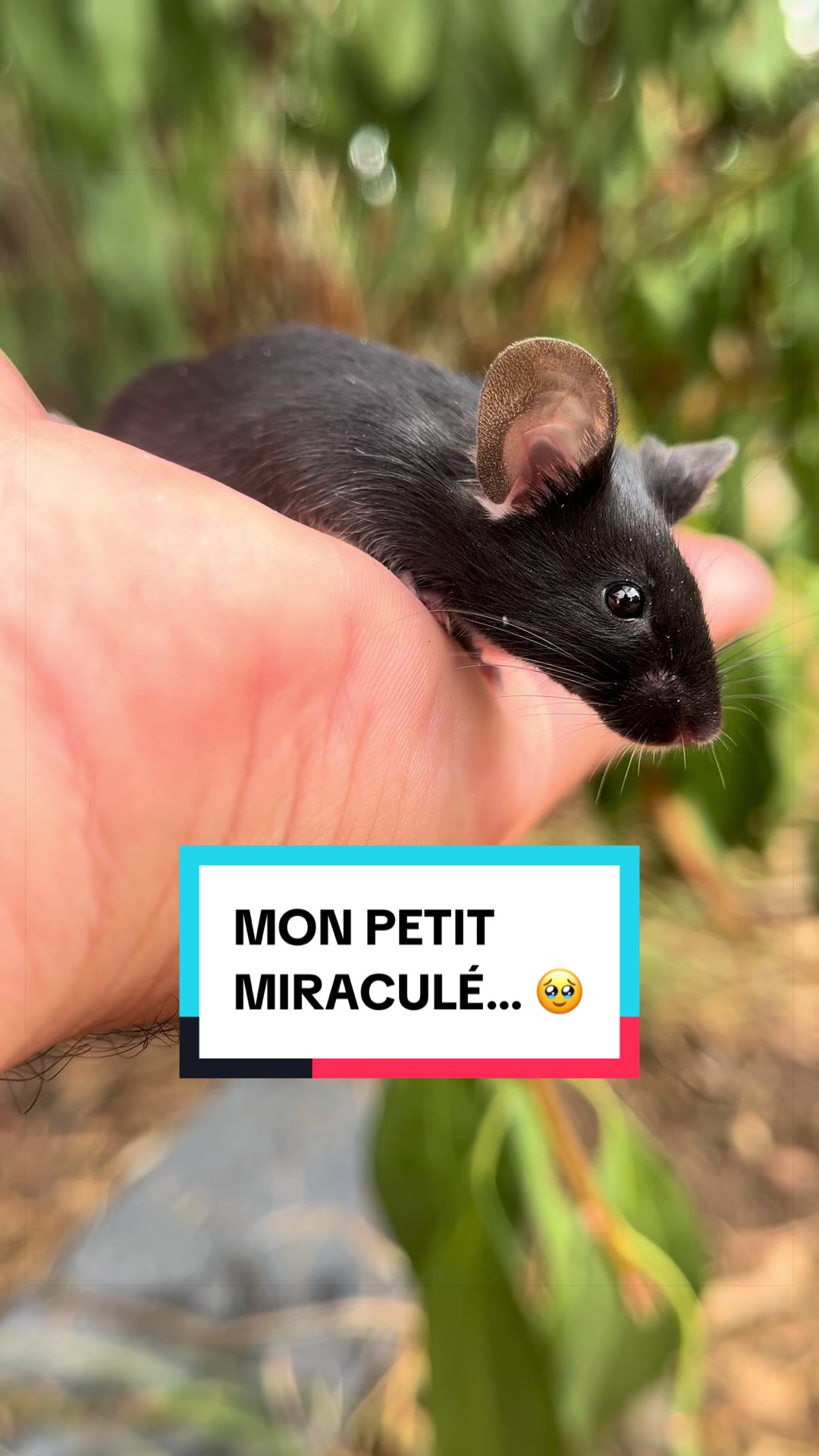 @Les Animaux d&rsquo;Allan