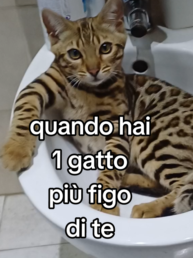 @Rio.supercat