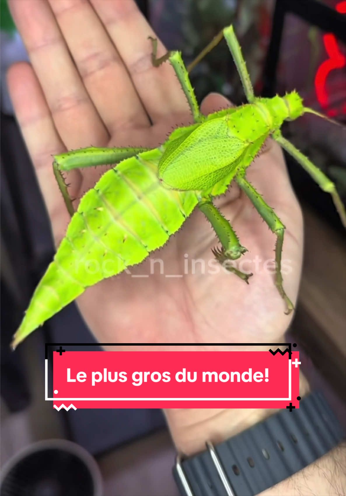 @Rock_n_insectes
