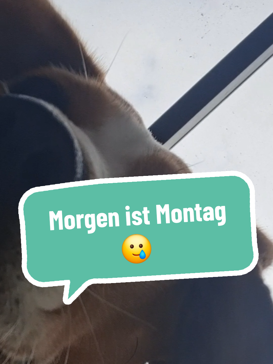 @BeagleTrifftBerner
