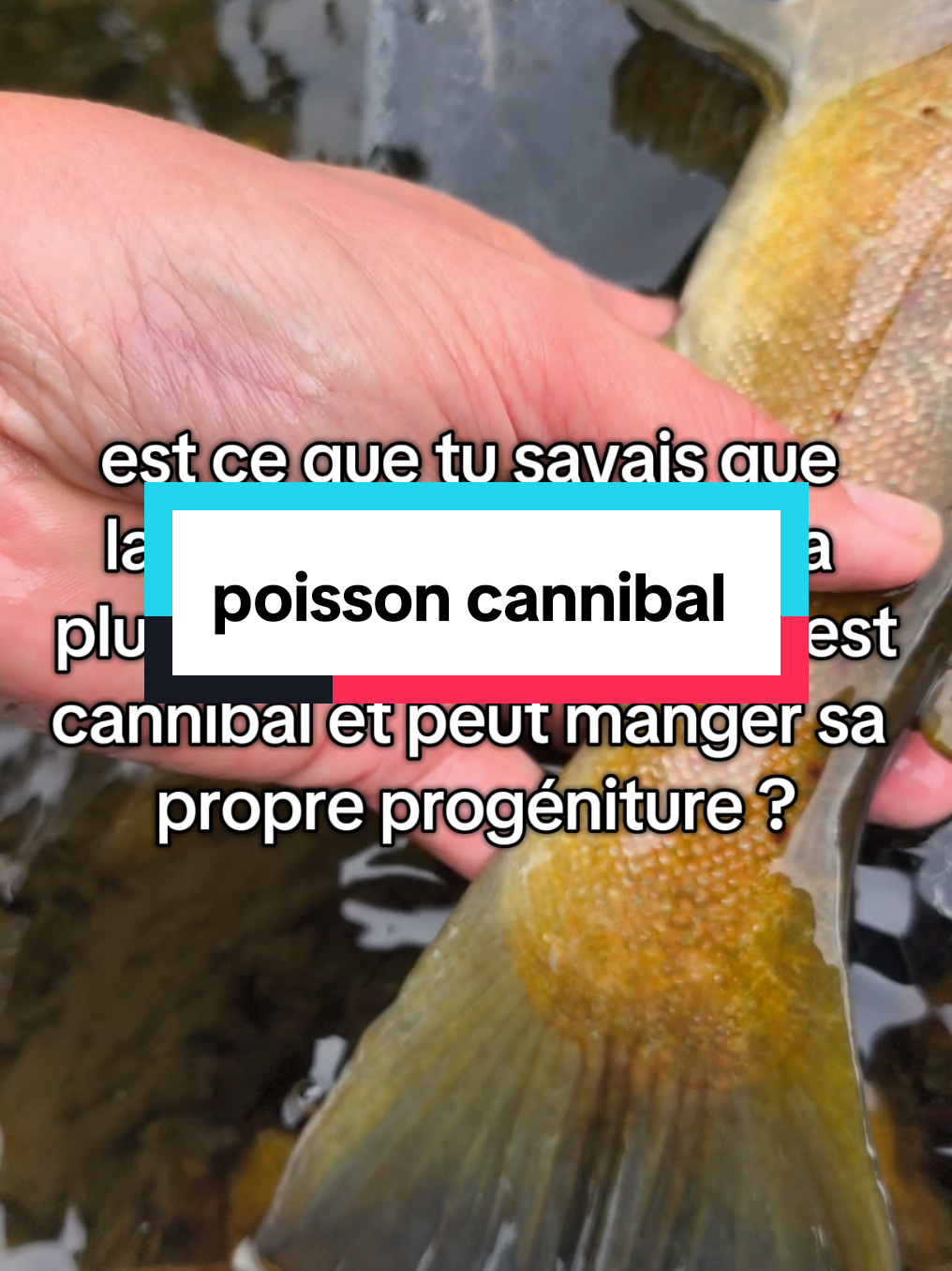 @flowfish