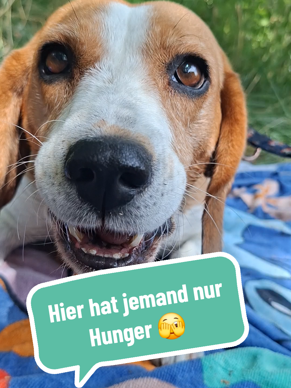 @BeagleTrifftBerner