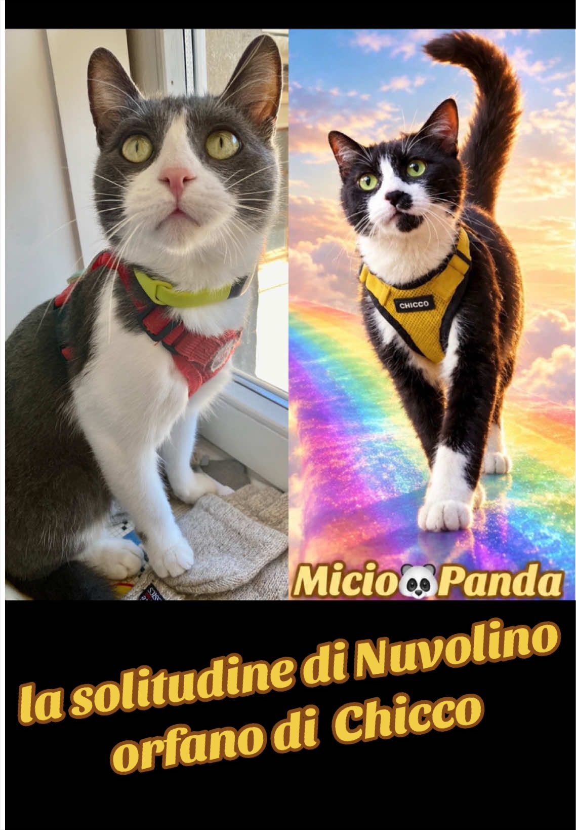 @Micio Panda 🐼