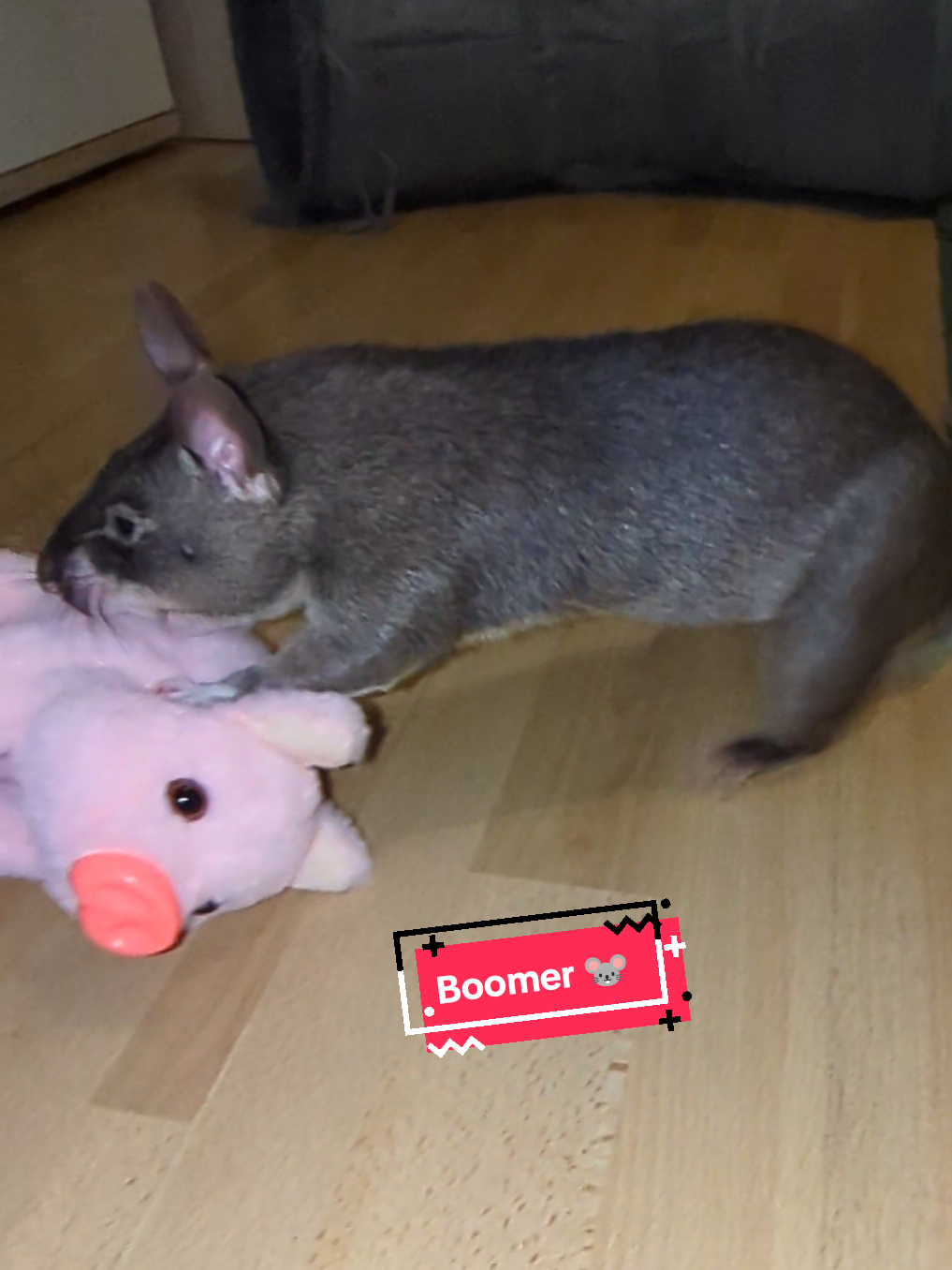 @Ratocalypse 🐀🤣🧀💥