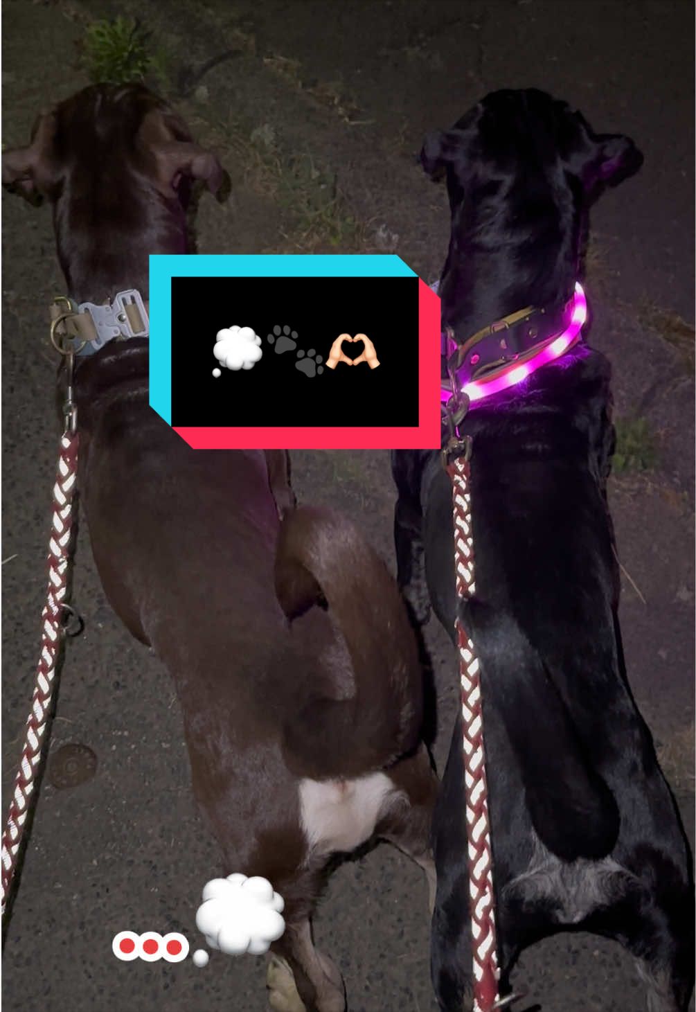 @iupala_horses
