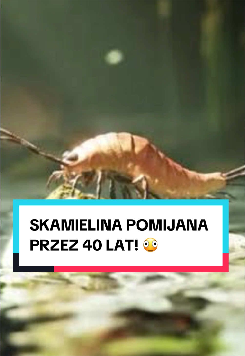 @pandawojtekyt