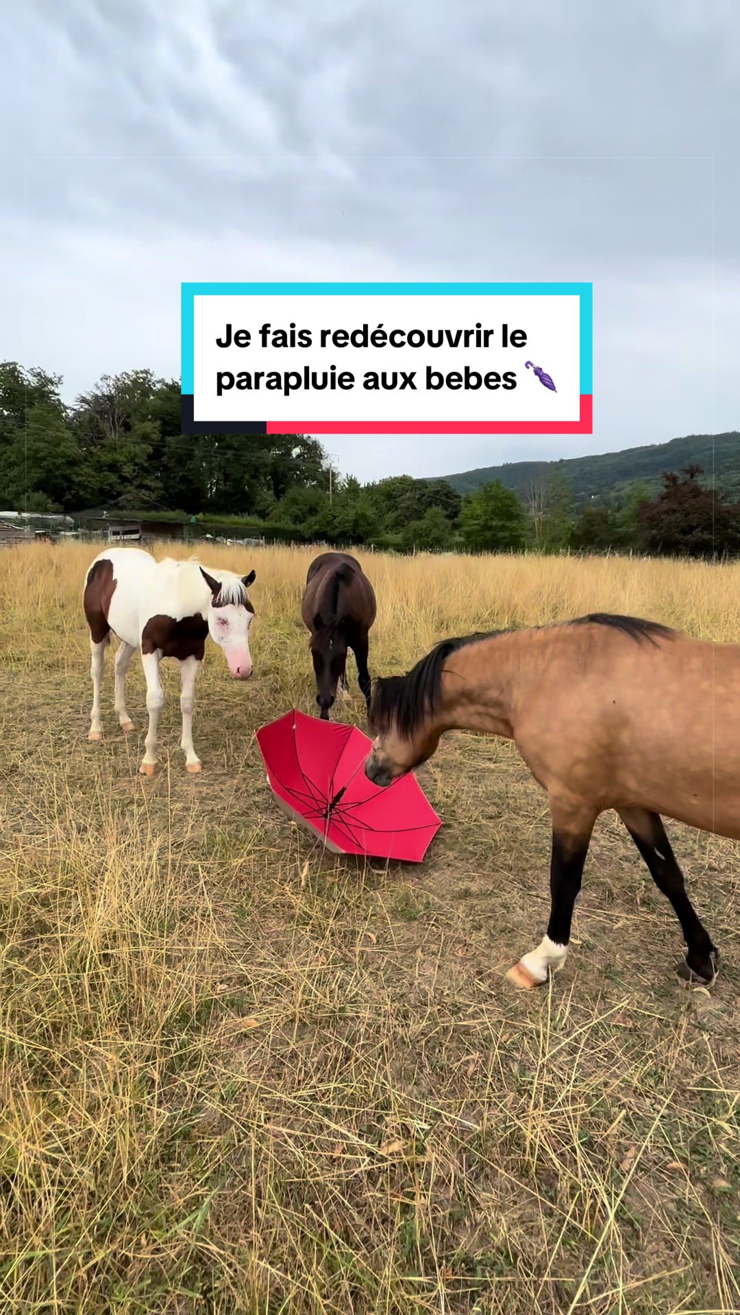 @mon poney pie