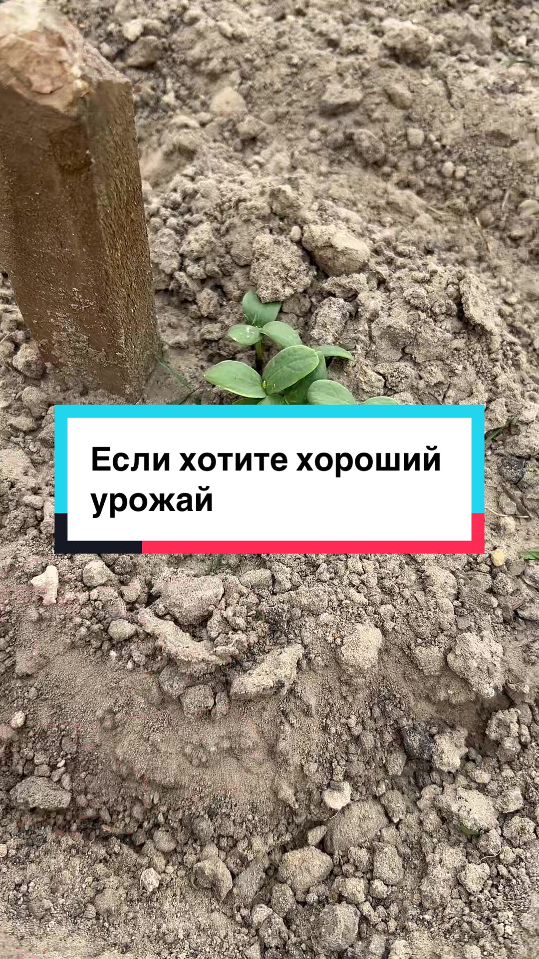 @laifhak_mozgi