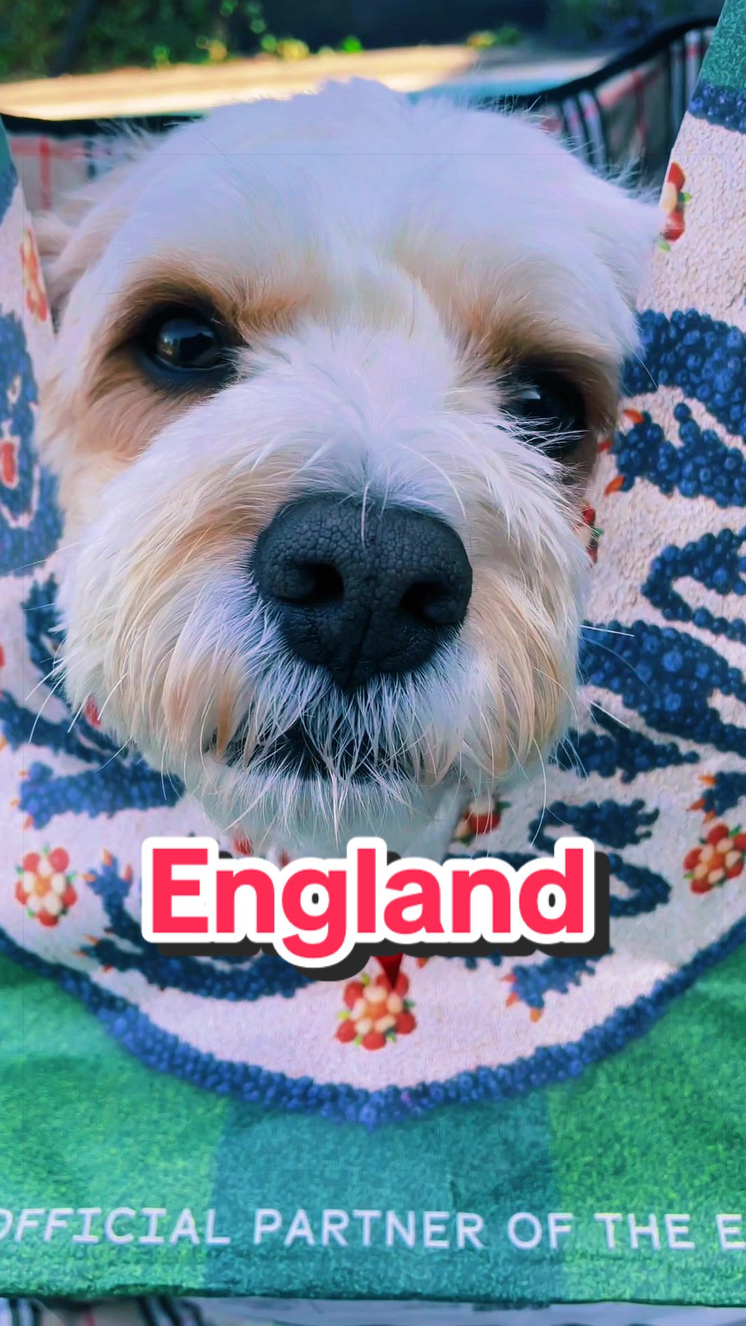 @My Cavachon