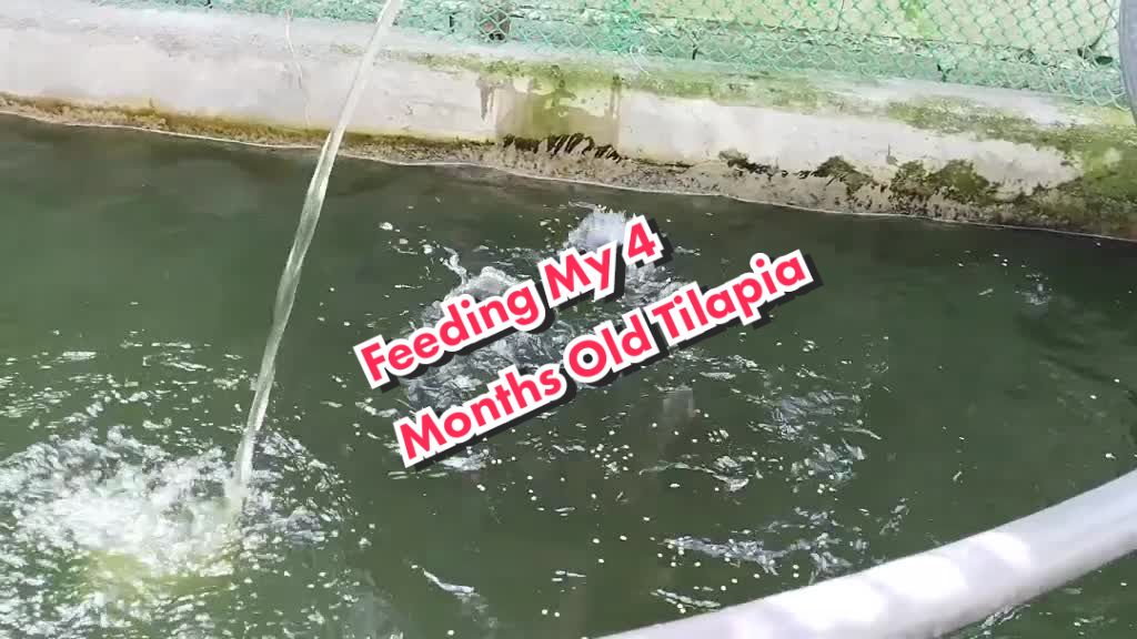 @Master Lei