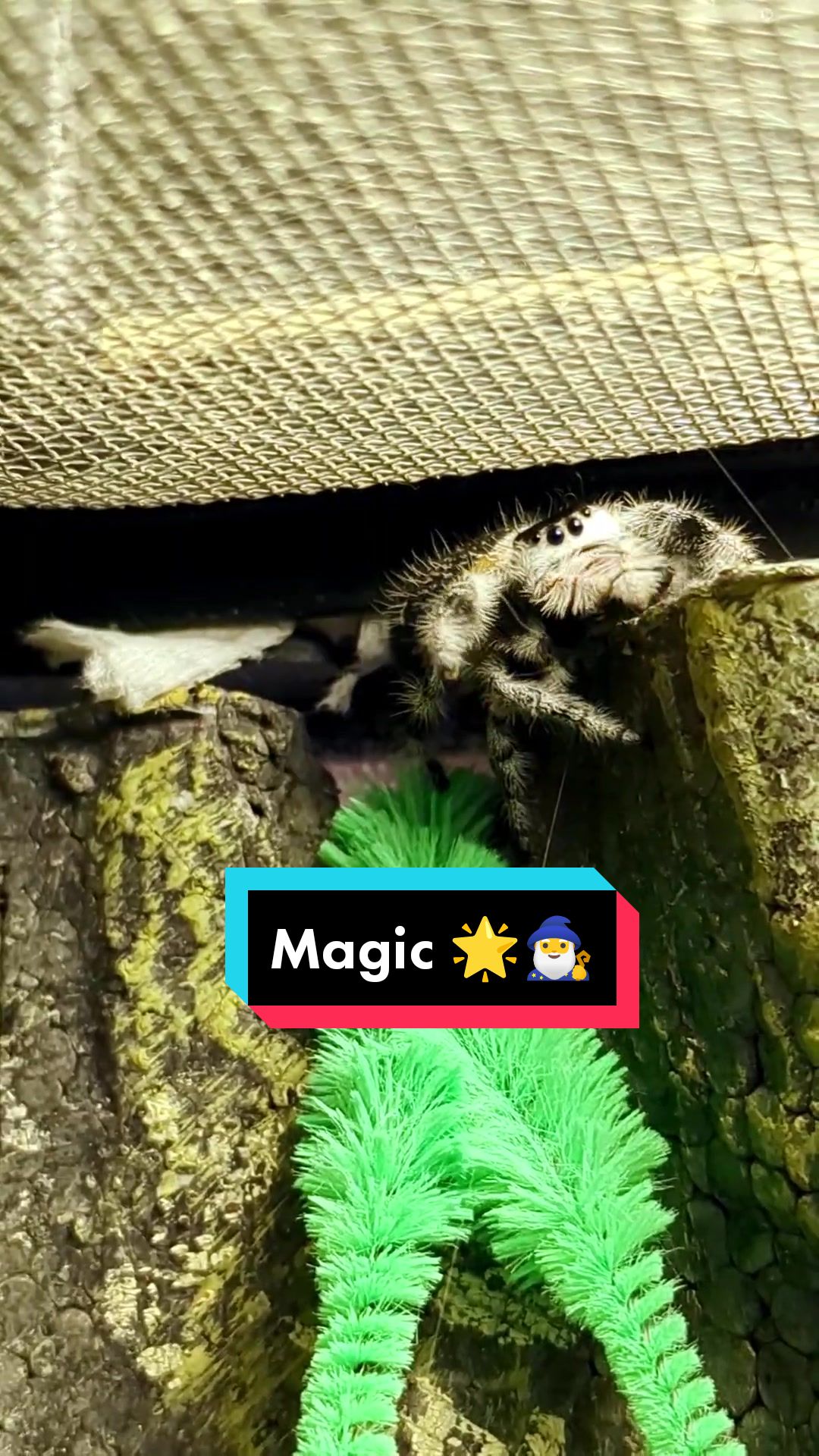 @celectrix_biz
