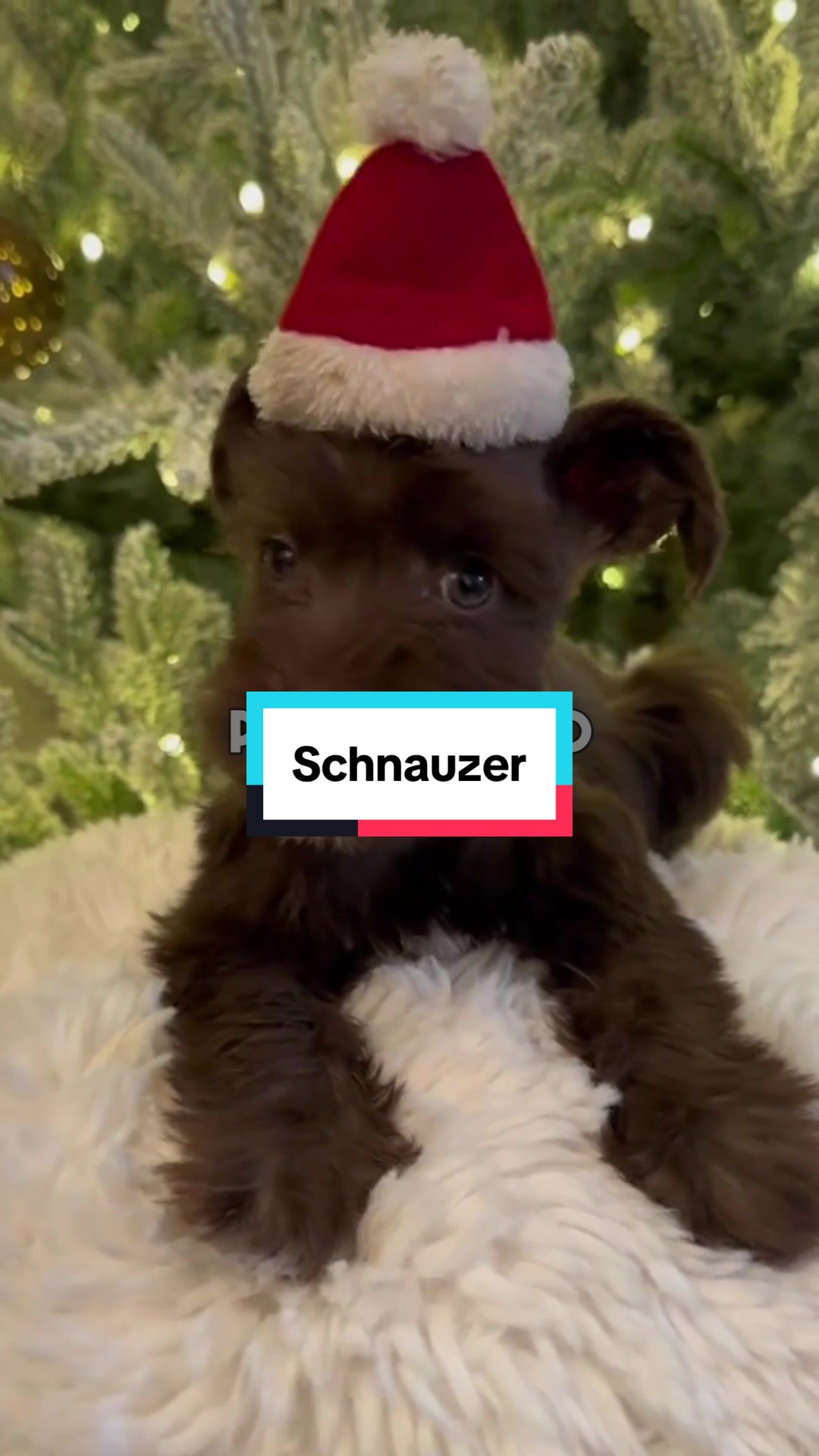 @FaunaFanatics