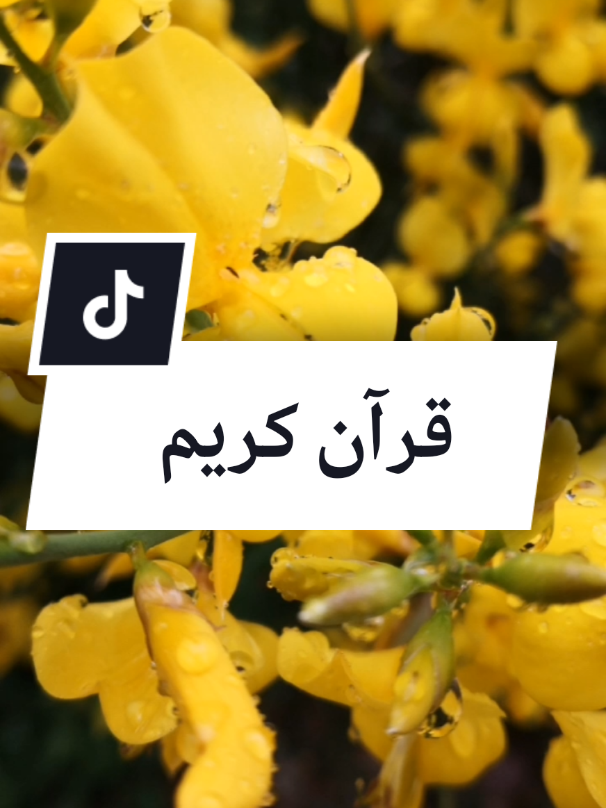 @Idoghlaf Mohamed