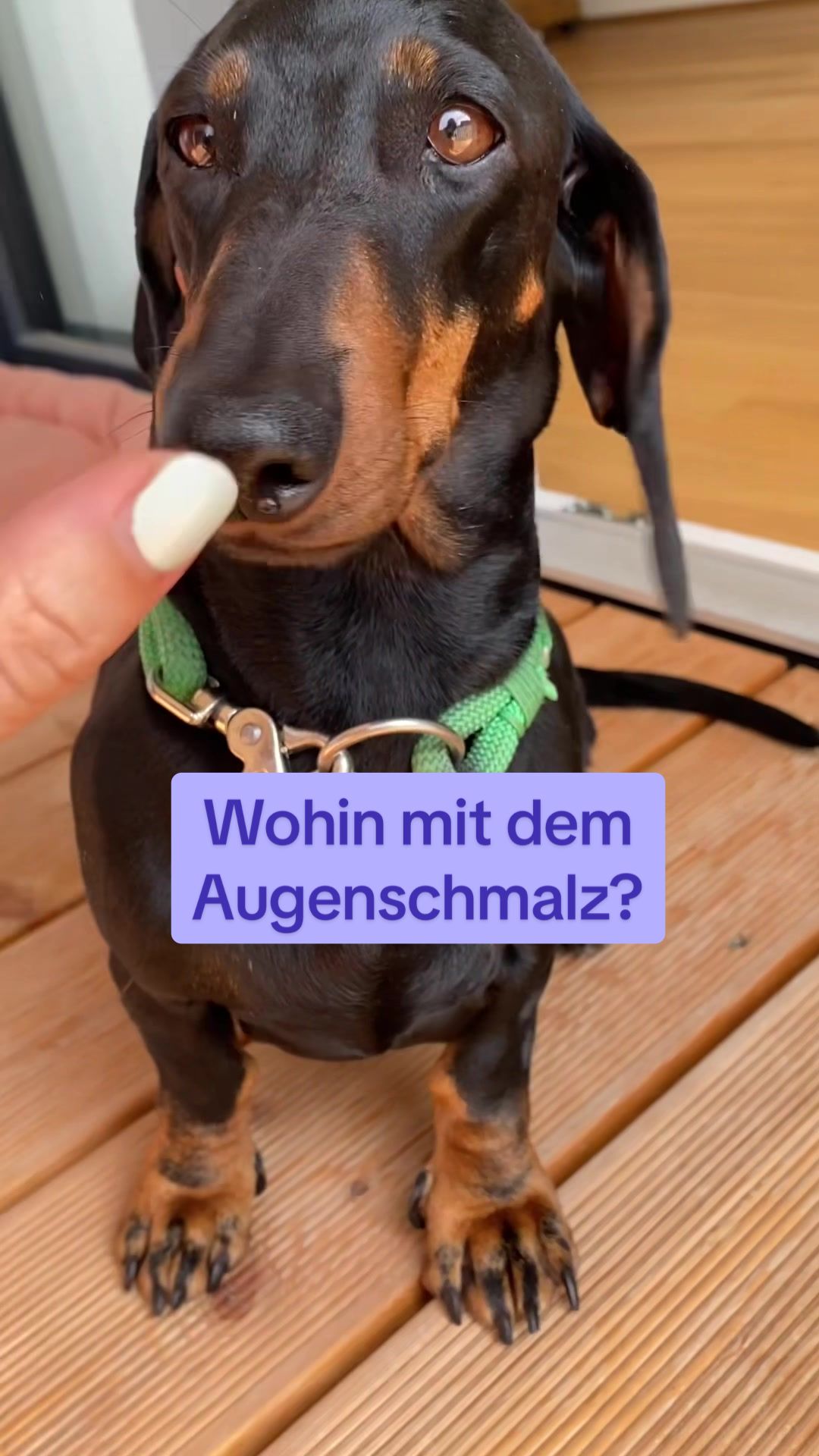 @SausagedogMaja
