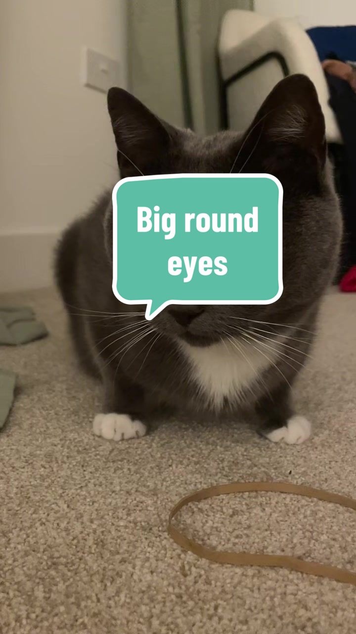 @Simon the Cat