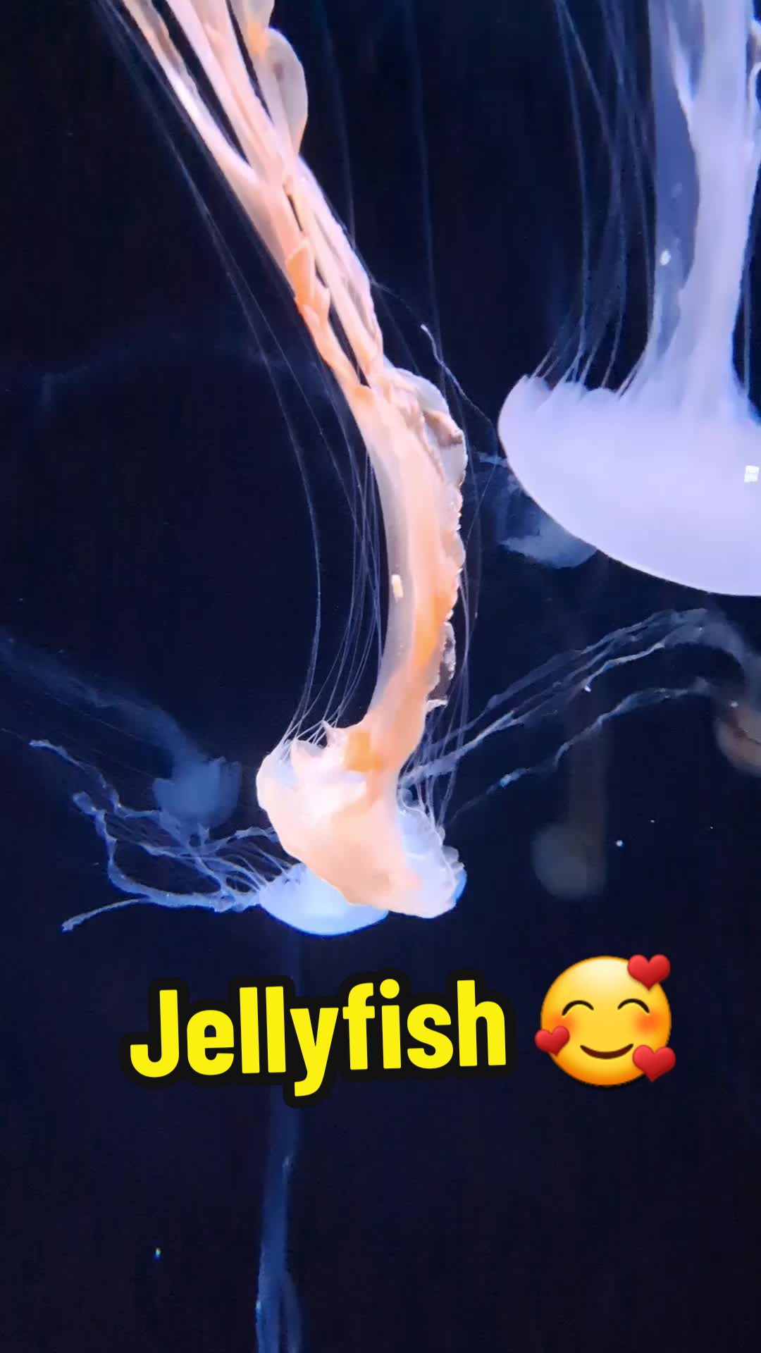 @lifeofkrissi