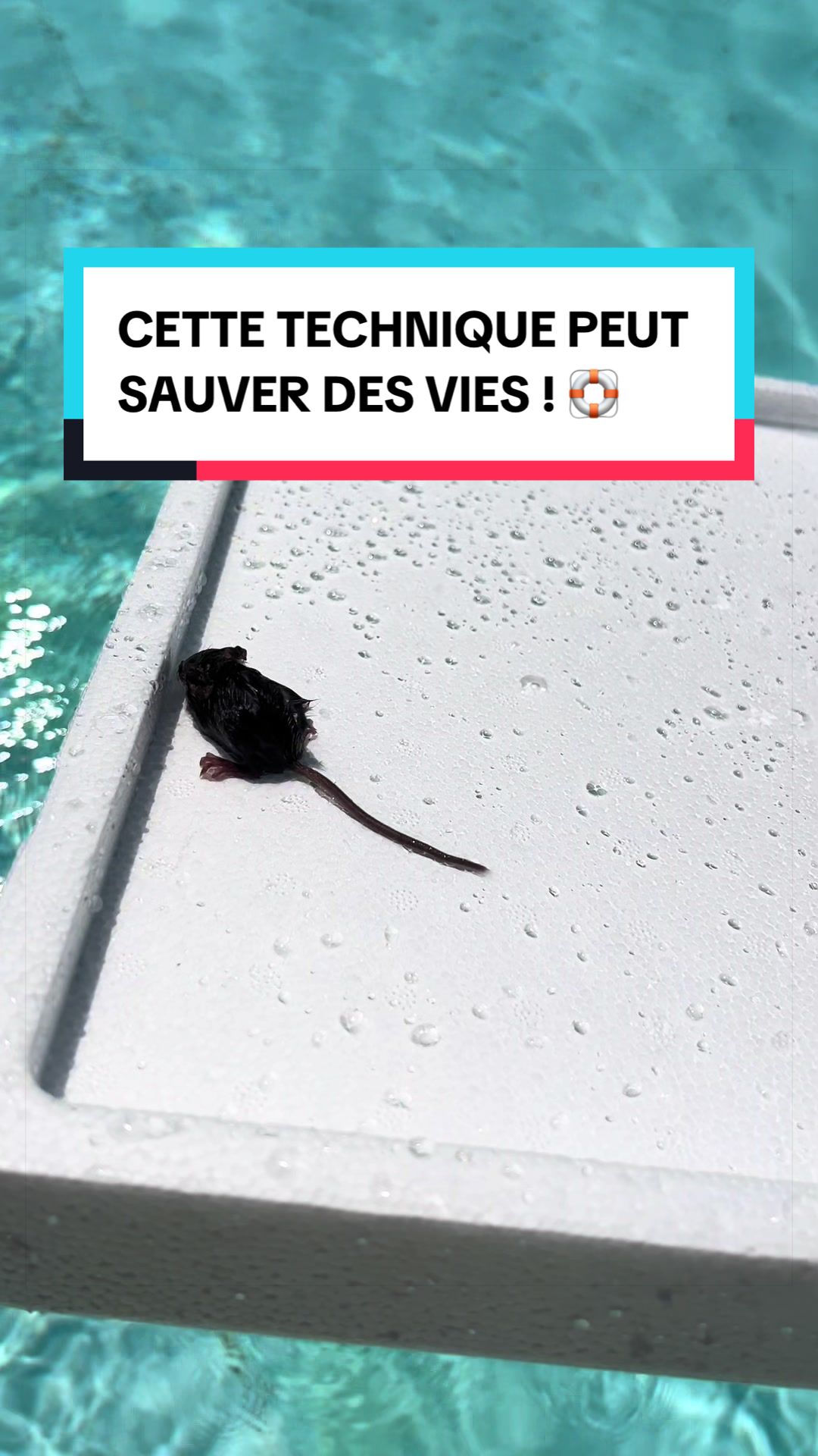 @Les Animaux d&rsquo;Allan
