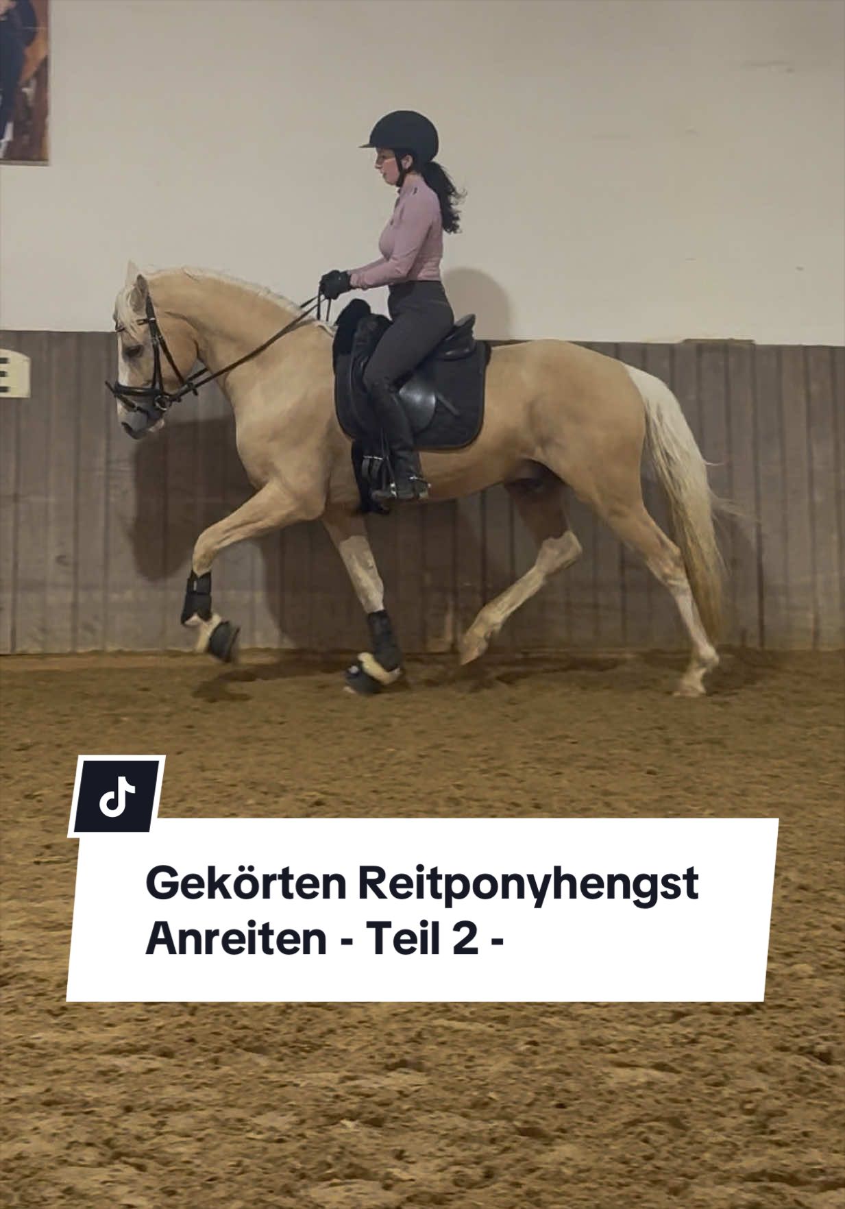 @Sophia &bull; SL Reitschule