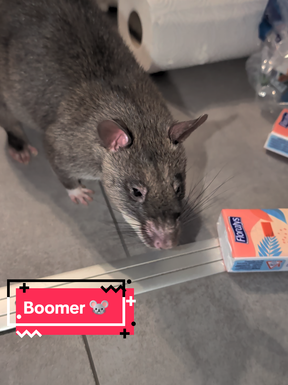 @Ratocalypse 🐀🤣🧀💥