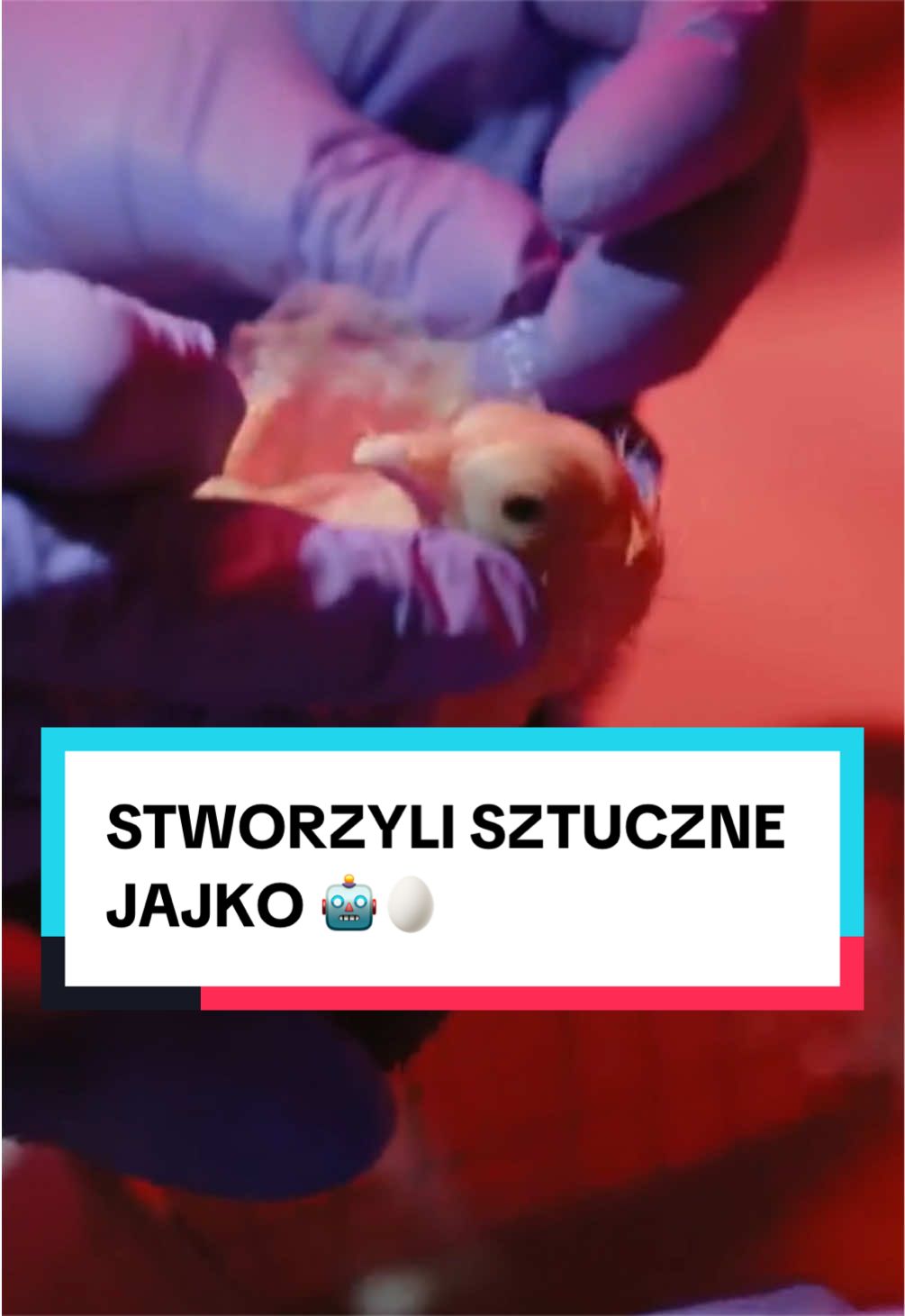 @pandawojtekyt