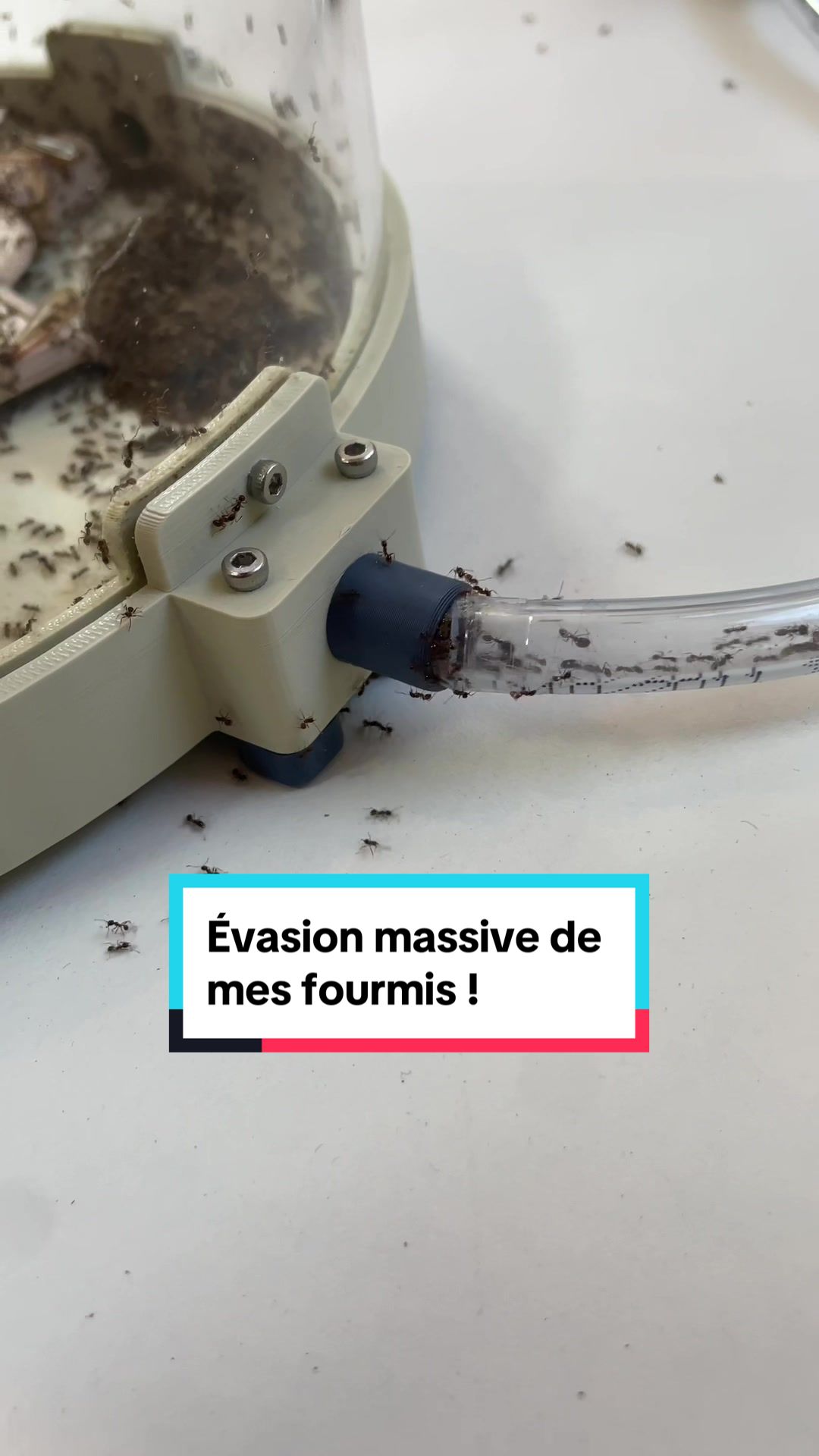 @GigaFourmis🐜