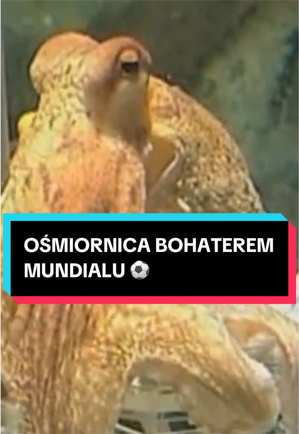 @pandawojtekyt
