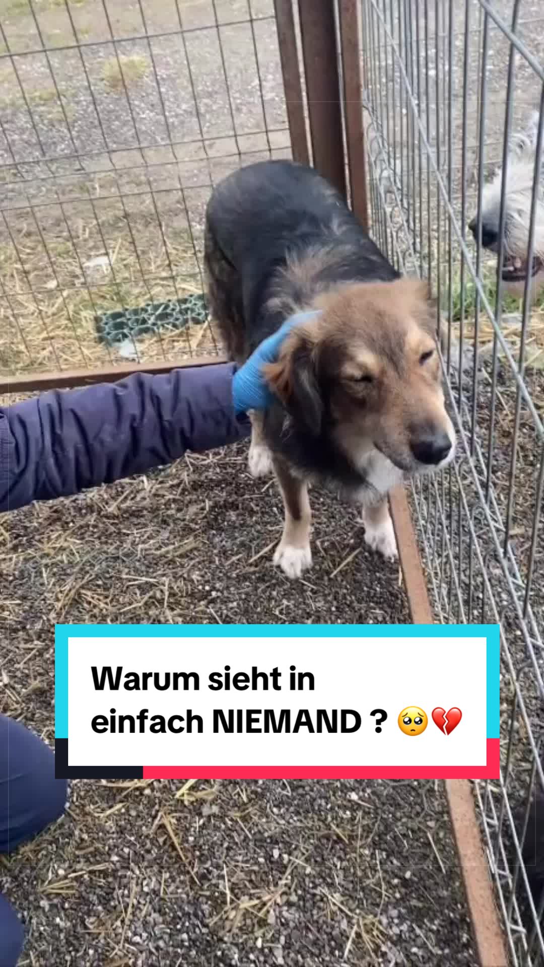 @Tierseelen 🐕
