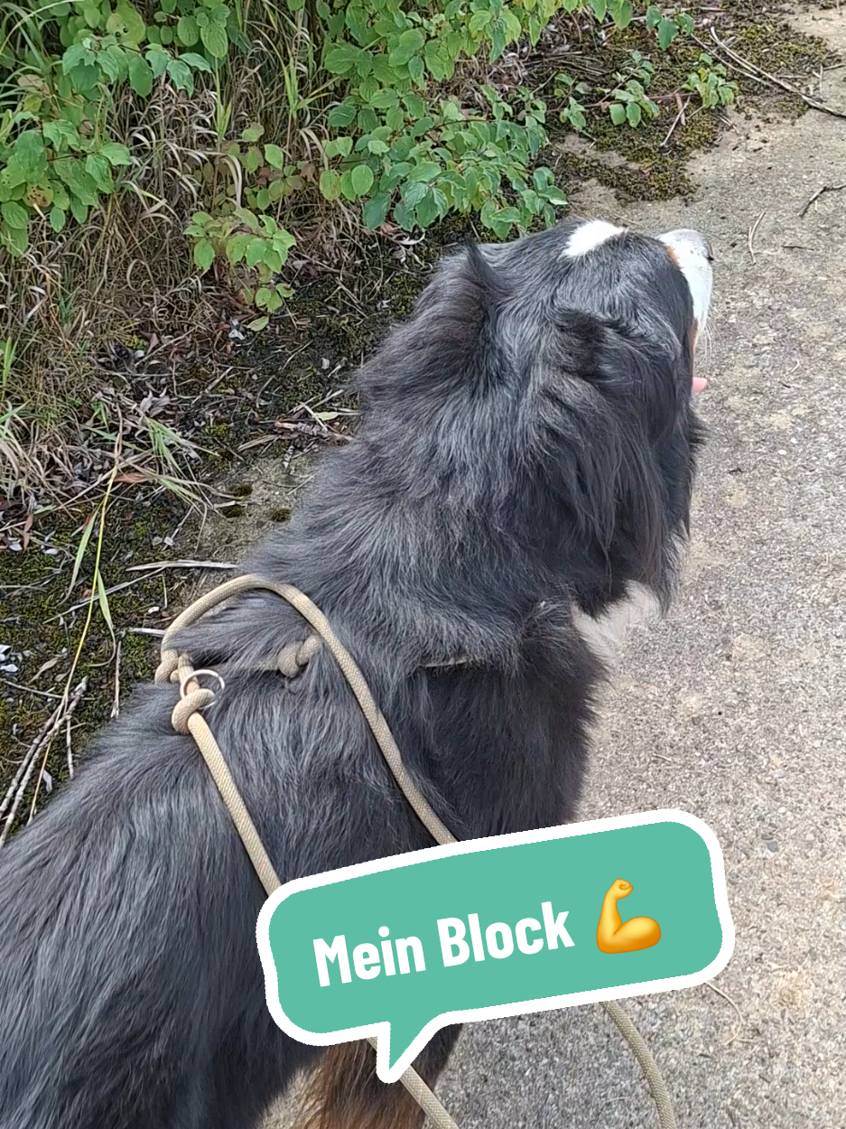 @BeagleTrifftBerner