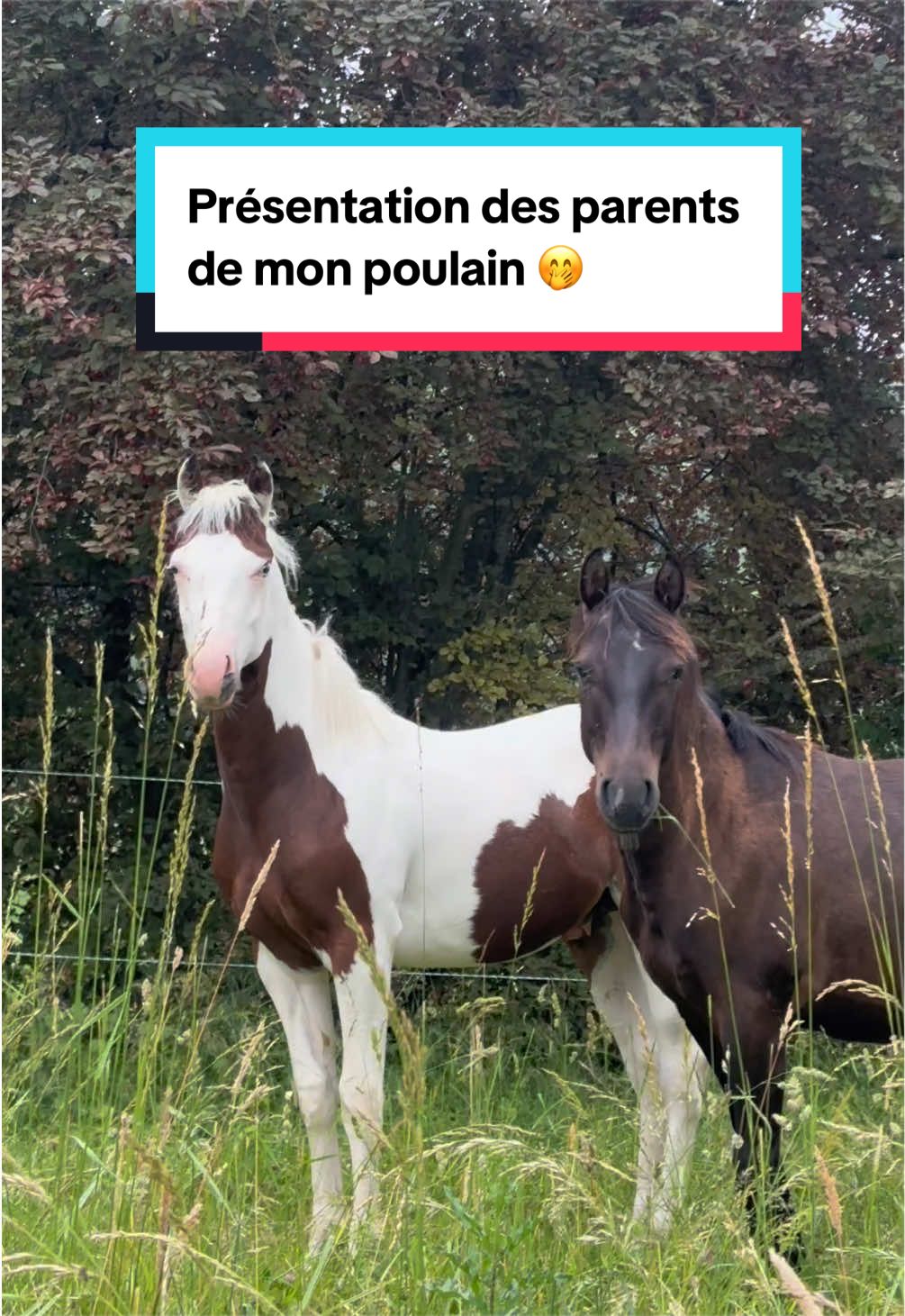 @mon poney pie
