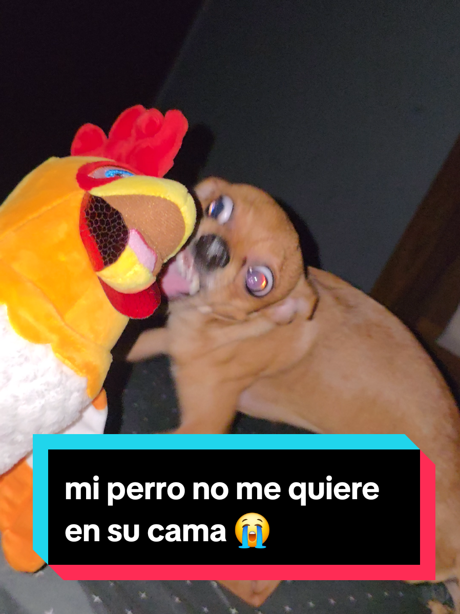 @coco el enoj&oacute;n 🐶 ❤️