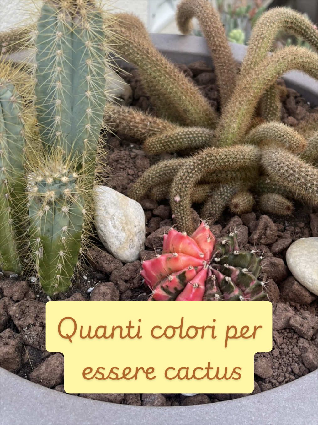 @piccole.spine.felici