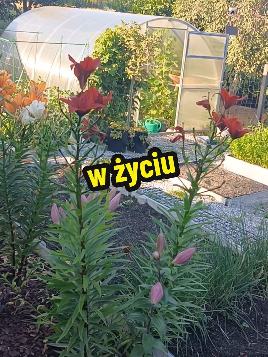 @Marcin ogrodnik