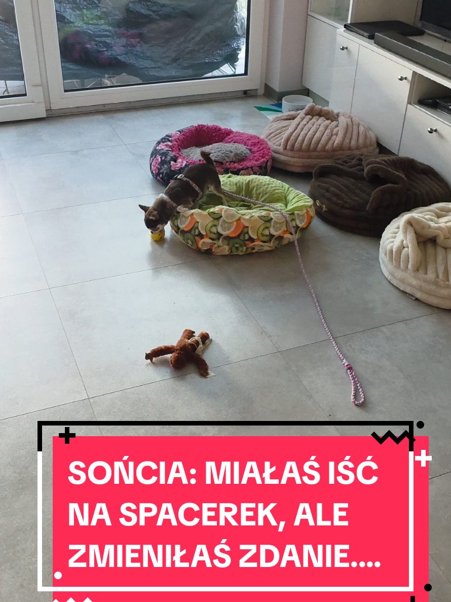 @Chihuahua uzależnia