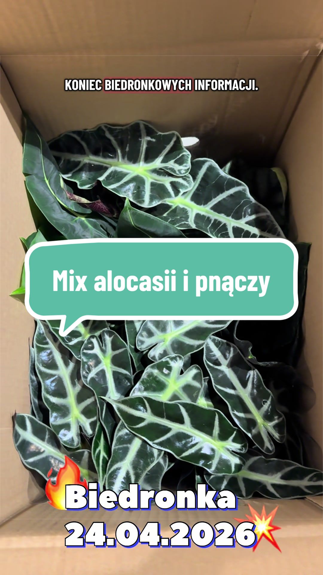@maciej.plants
