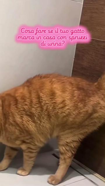 @Paolagemma Consulente Felina😻