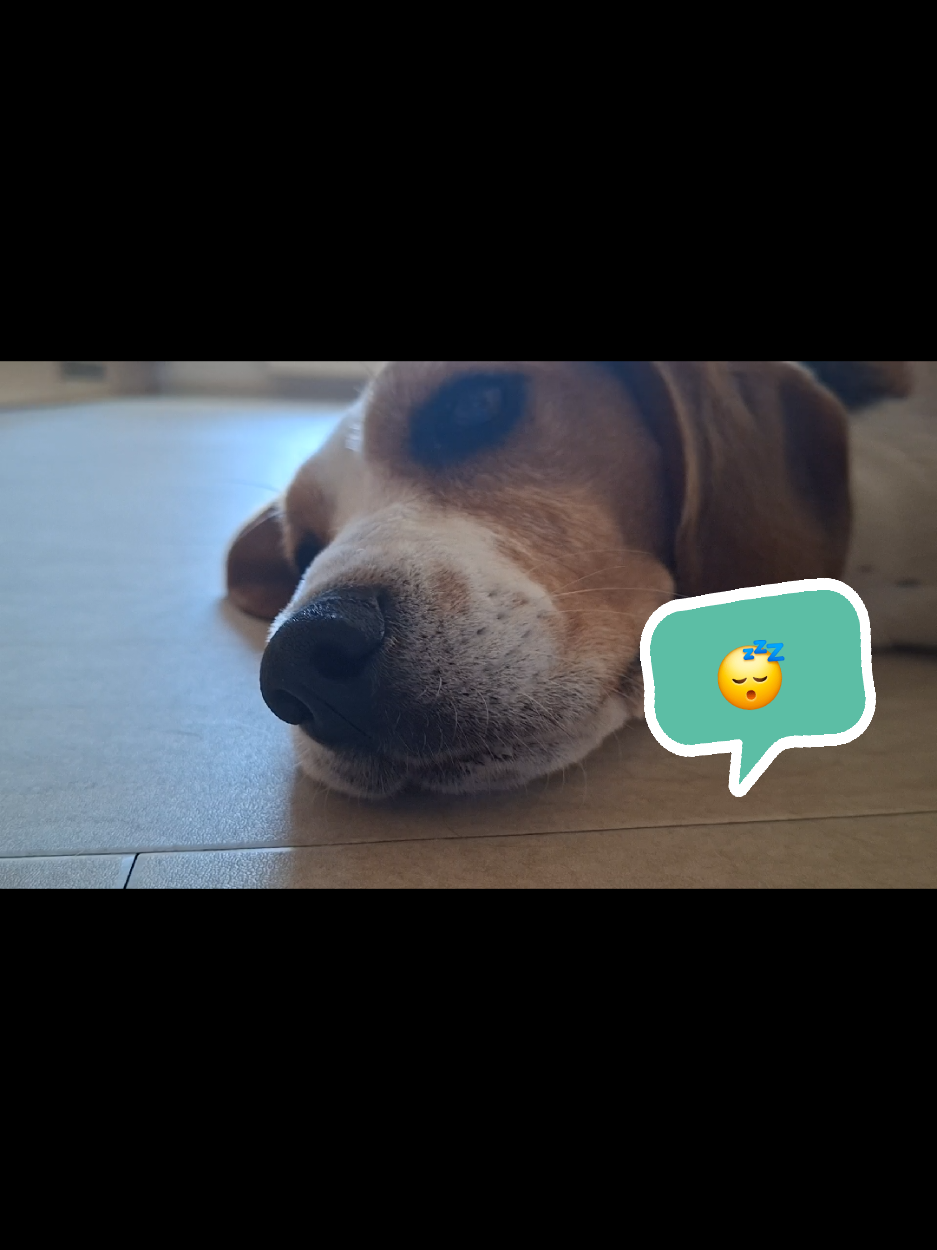 @BeagleTrifftBerner