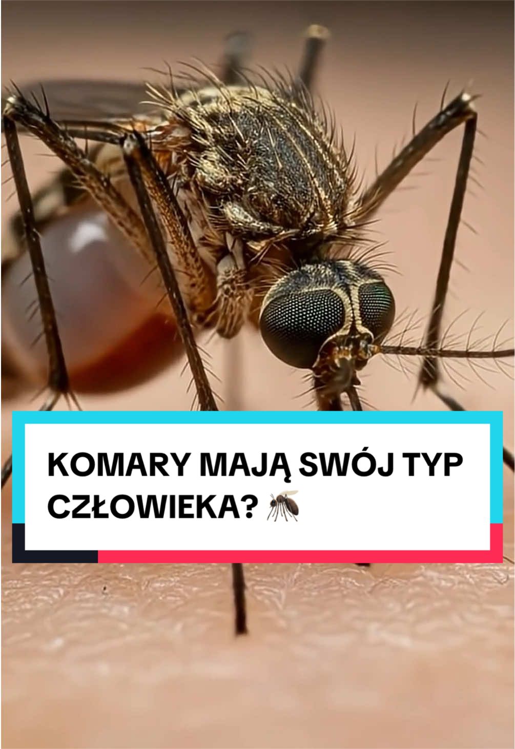 @pandawojtekyt
