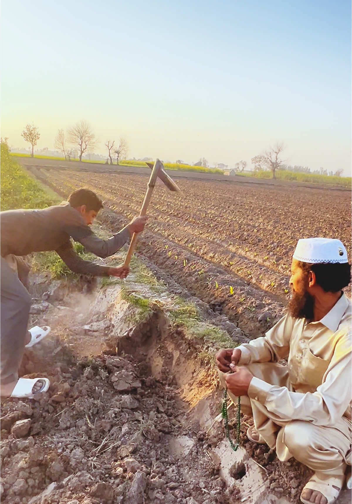 @پینڈو بوائز 378