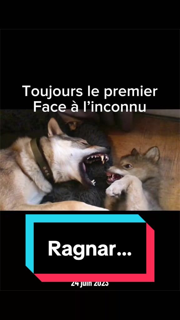 @🐺 Ragnar_et_sa_meute 🐺