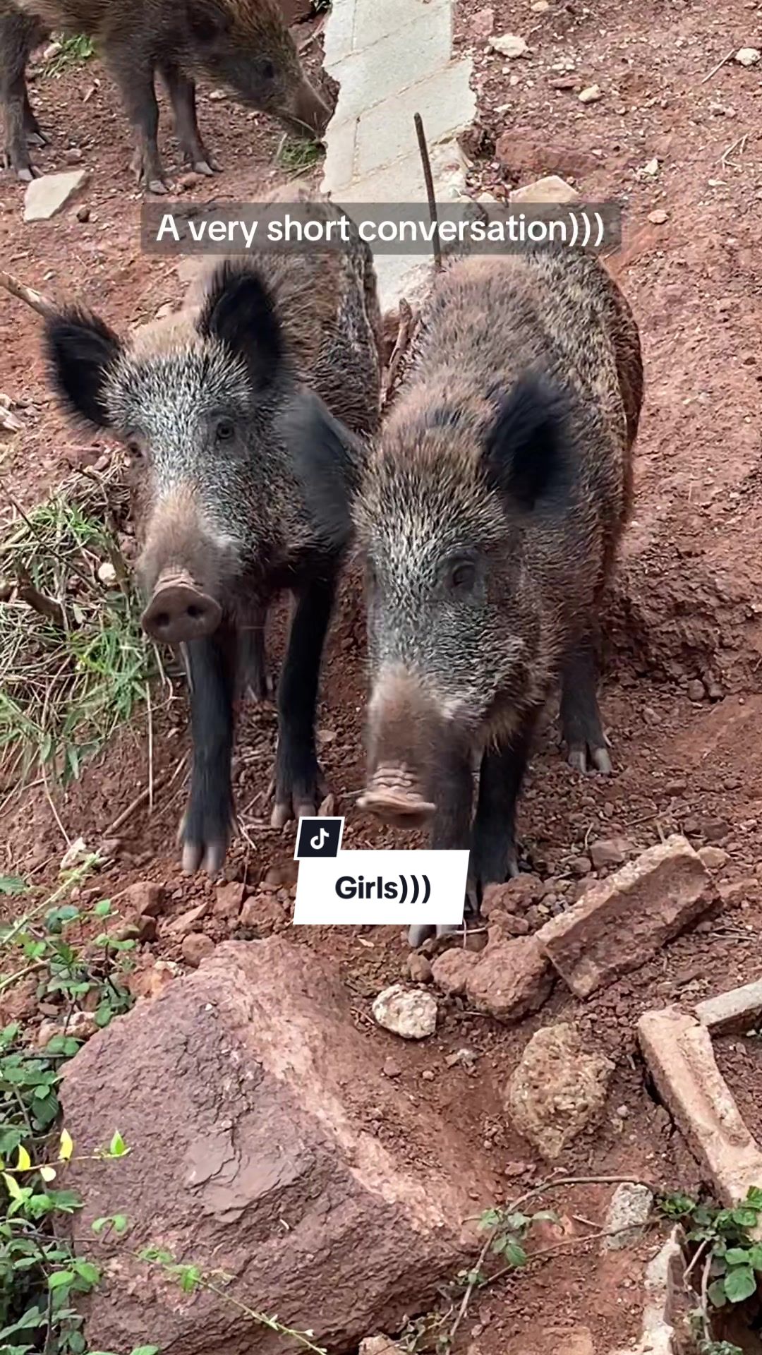 @Cute Boars