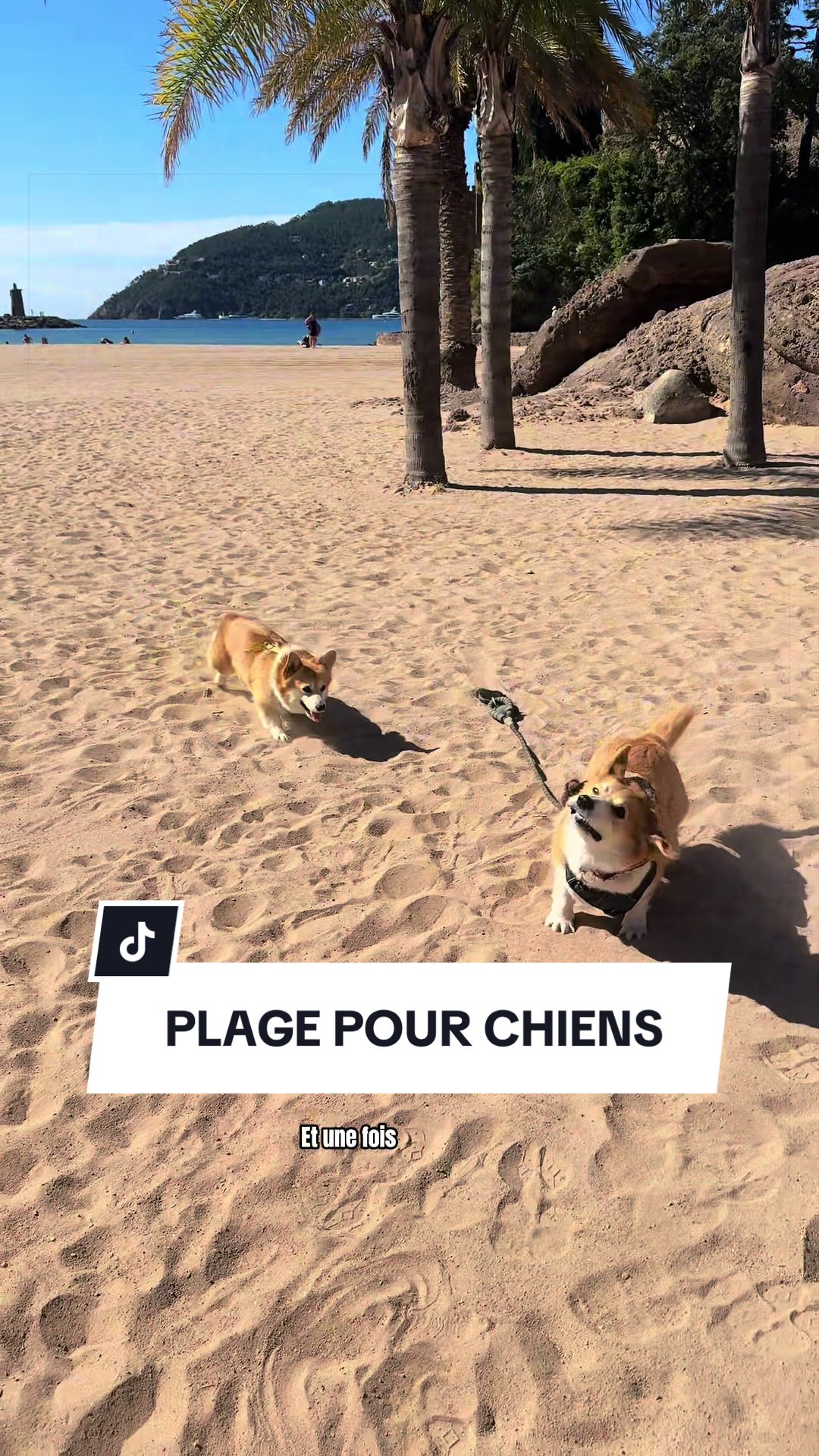@Lemon 🍋 Corgi