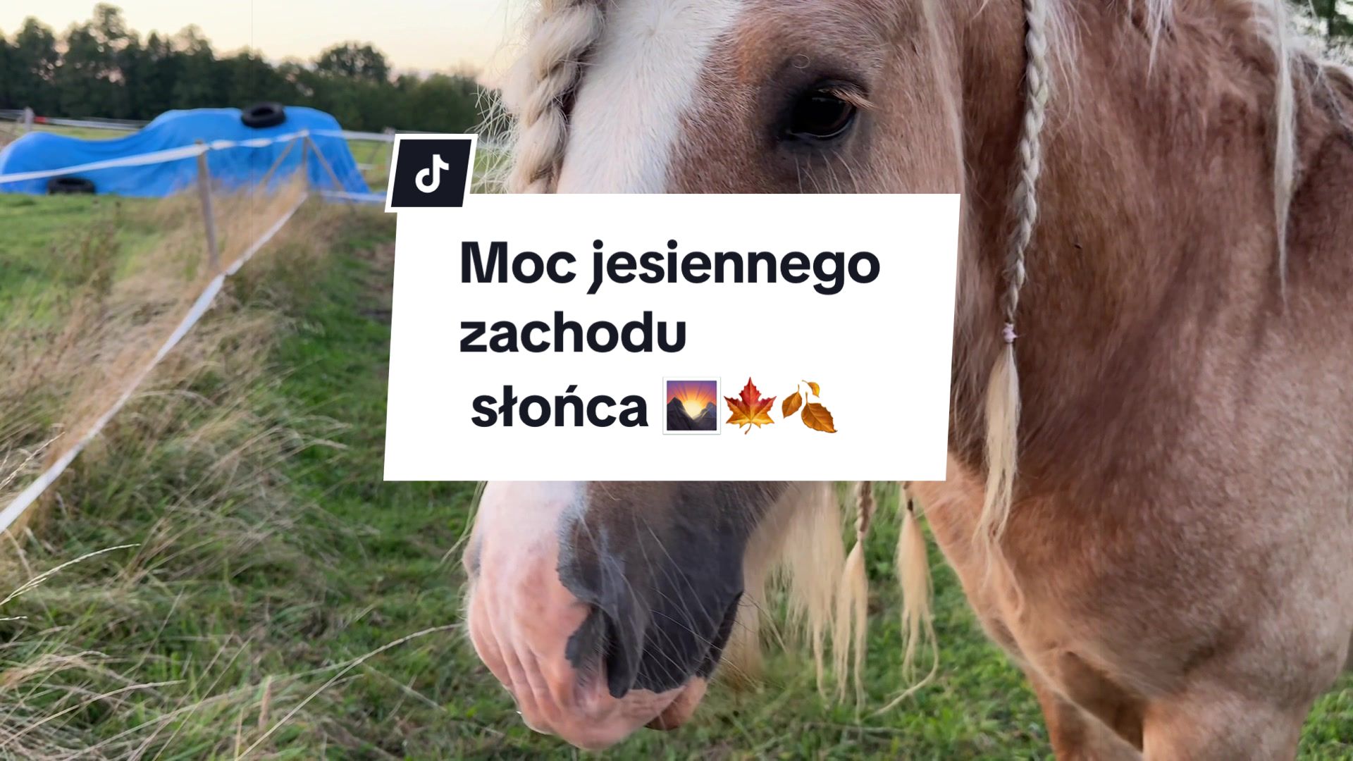 @KsiężycowaStajnia.VulkaDollArt