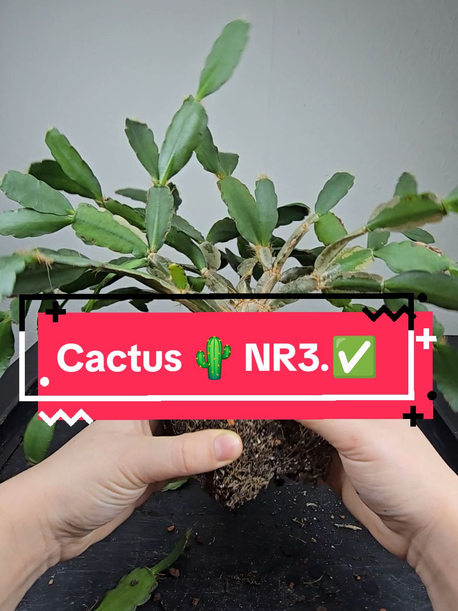 @RMPlantsJ