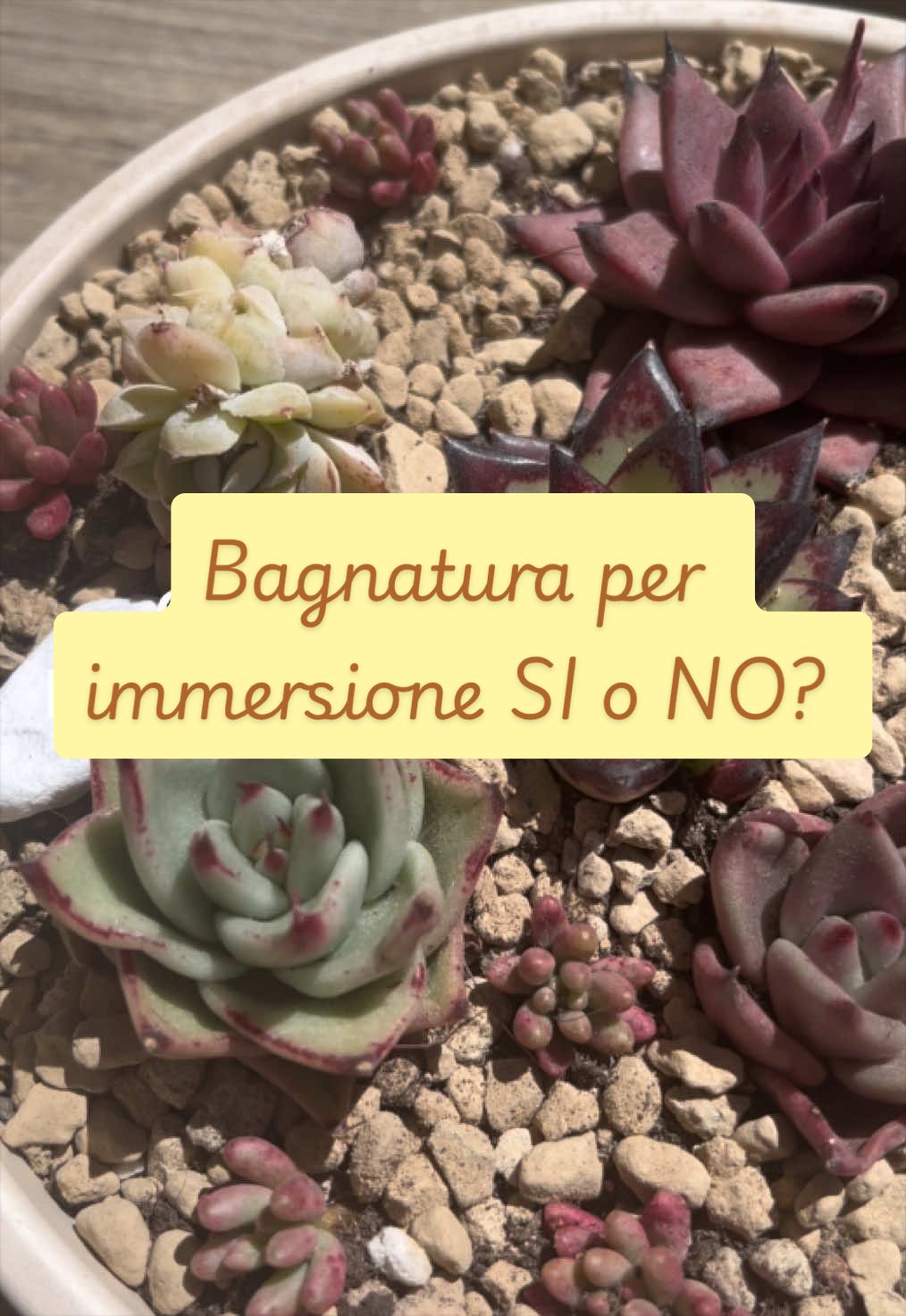 @piccole.spine.felici