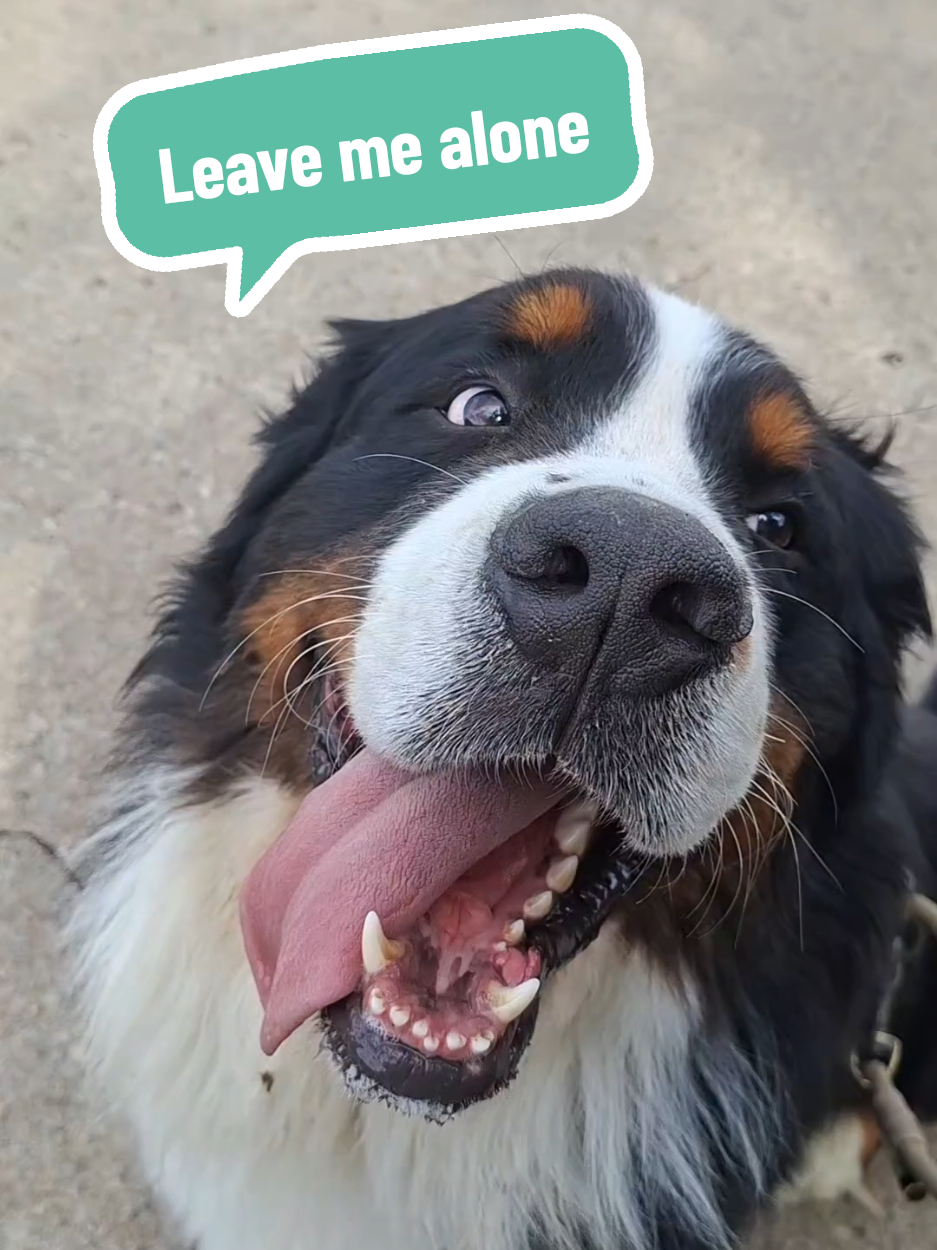 @BeagleTrifftBerner